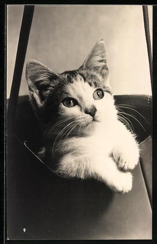 Postcard cat a - cat, carrier