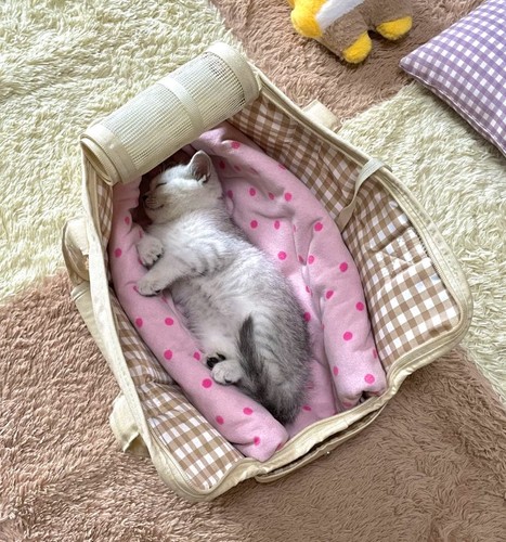 Summer outing bag - pet,